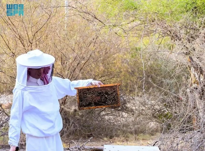 تربية النحل المحلي شرط داخل محمية الملك عبدالعزيز الملكية