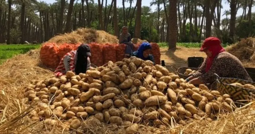 الكيلو بـ 10 جنيهات.. بطاطس وزارة الزراعة تحارب جشع التجار