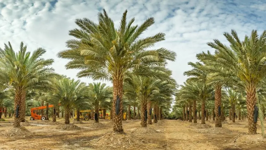 استخدام مياه الاستزراع السمكي في ريّ النخيل زاد من وزن التمور بـ 26% في المملكة