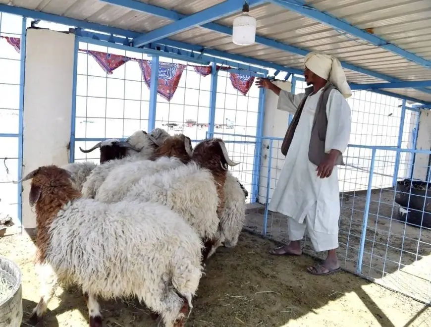 «البلديات»: إنشاء أسواق النفع العام خارج النطاق العمراني