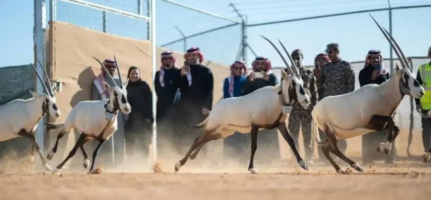 «الحياة الفطرية» تطلق 66 كائناً فطرياً مهدداً بالانقراض في محمية الملك خالد الملكية