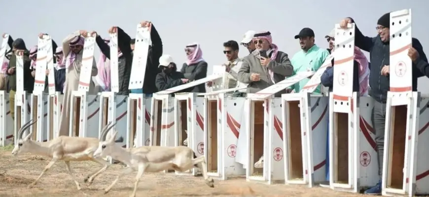 «الحياة الفطرية» تطلق 95 كائناً مهدداً بالانقراض في محمية الإمام تركي بن عبدالله الملكية