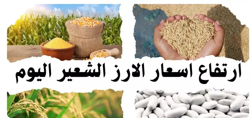 سعر طن الأرز الشعير اليوم الاثنين للتجار في مصر.. الرفيع والعريض بكام؟