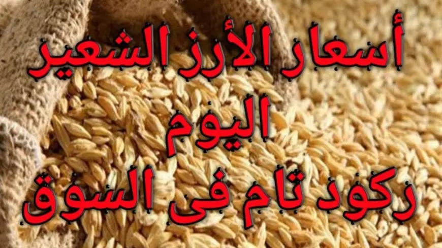 سعر طن الأرز الشعير اليوم الاثنين في مصر.. الرفيع والعريض بكام؟