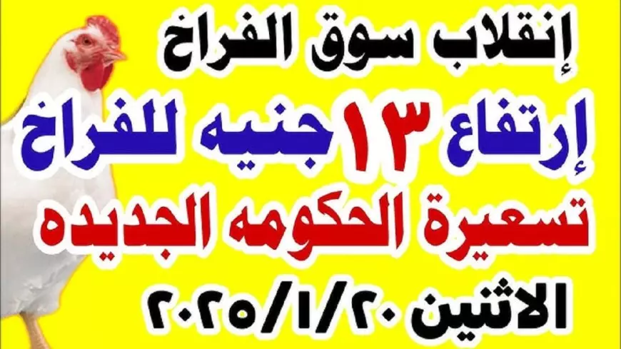 بورصة الدواجن اليوم تُعلن أسعار الفراخ البيضاء بالتحديثات الأخيرة .. الكيلو كسر حاجز الـ 100 جنيه