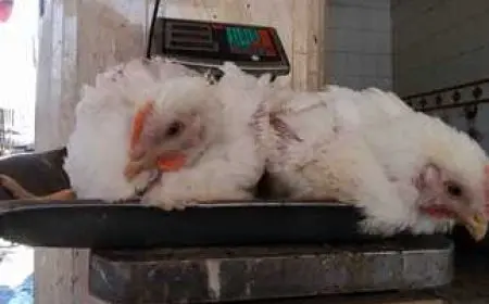 البرودة وزيادة الاستهلاك في رمضان وراء ارتفاع أسعار الدواجن بالمحافظات.. والكيلو يسجل 110 جنيهات ببعض المناطق