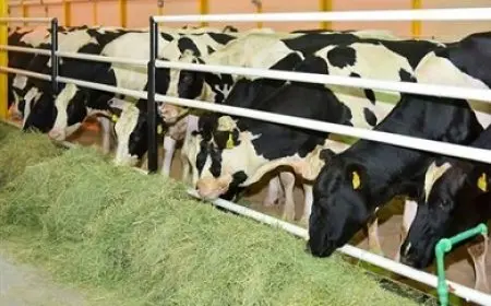 تراجع واردات الماشية الحية بنسبة 44.7% لتسجل 39.71 مليون دولار خلال 2024