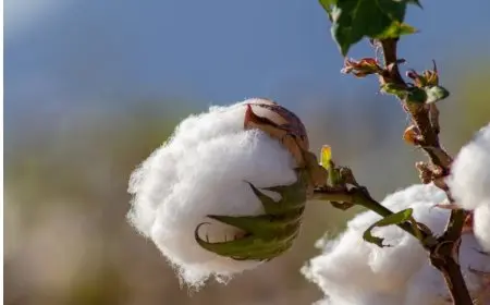 شركة مصر لحليج الأقطان تشتري 432 ألف قنطار من المزارعين بقيمة 4 مليارات جنيه