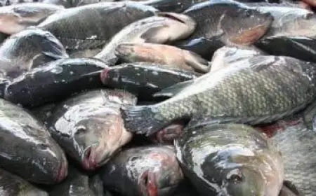 بدء أولى الحلقات النقاشية الموسعة بين اتحاد الغرف السياحية ومصلحة الضرائب