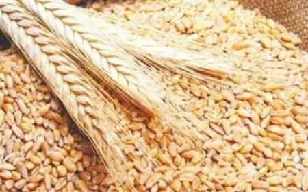 فيديو.. متحدث الزراعة يستعرض بالأرقام جهود الدولة لتطوير زراعة القمح