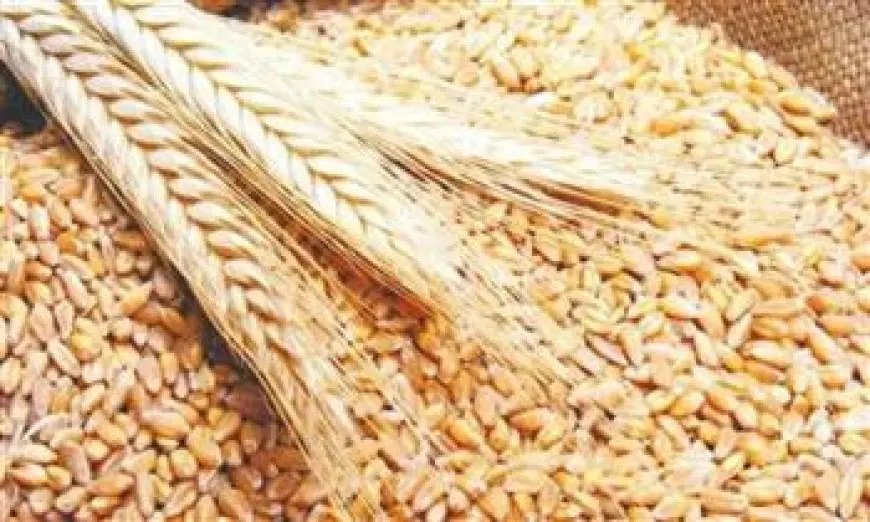 فيديو.. متحدث الزراعة يستعرض بالأرقام جهود الدولة لتطوير زراعة القمح