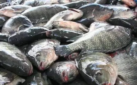 7 أبريل 2025.. أسعار الأسماك بسوق العبور للجملة اليوم