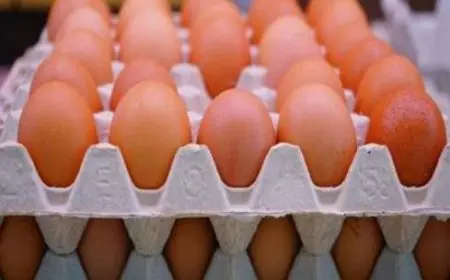 شعبة بيض المائدة: زيادة المعروض وراء انخفاض الأسعار في الفترة الحالية