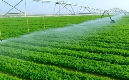 زيادة صافي قيمة الدخل الزراعي بنسبة 71.5% في عام 2022-2023