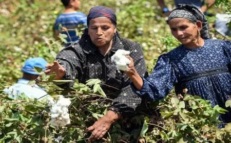 وزارة المالية تدفع 3 مليارات جنيه الأسبوع المقبل لتسوية مستحقات المزارعين الموردين لمحصول القطن