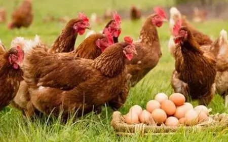 شعبة الدواجن: تراجع العرض والطلب يؤدي لانخفاض الأسعار بنسبة 18% والبيض بنسبة 30% في أبريل