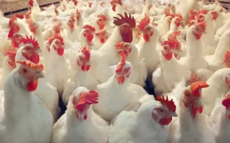 شعبة الدواجن: انخفاض الأسعار بنسبة 25% مقارنة بشهر رمضان، وتراجع إضافي قد يهدد الصناعة