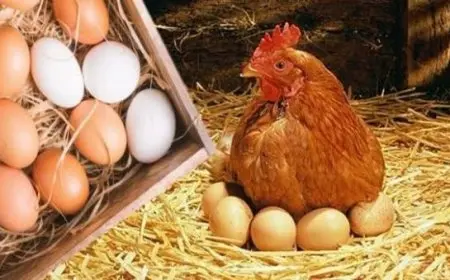 بمناسبة أعياد الربيع وشم النسيم.. وزارة التموين تخفض أسعار الدواجن المجمدة والبيض لتخفيف الأعباء عن المواطنين