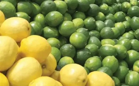 شعبة الخضروات: إنتاج الليمون انخفض إلى النصف وأسعارها تبدأ بالانخفاض اعتبارًا من يوليو