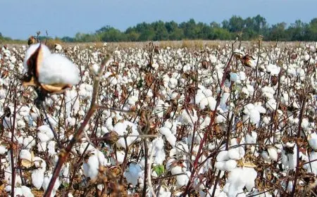تنبؤات بانخفاض مساحة زراعة القطن بنسبة 40% بسبب عدم الجدوى الاقتصادية