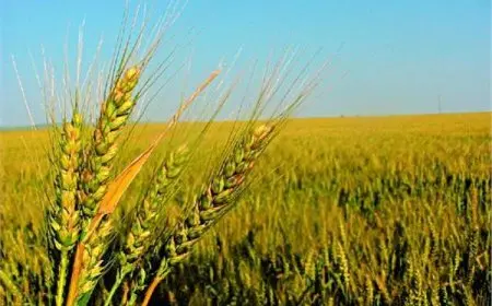 هل يمكن دفع زكاة القمح نقدًا أو نقلها إلى دولة أخرى؟ الأزهر يوضح.