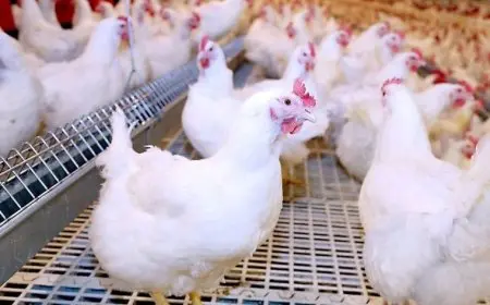 75 جنيهًا للكيلو.. تراجع أسعار الدواجن في أسواق البحيرة