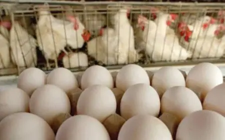 شعبة الدواجن: انخفاض الأسعار بـ 18% في أبريل… وسعر الكيلو يتراوح بين 80 إلى 83 جنيهاً للمستهلك