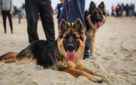 الحكومة توافق على إصدار اللائحة التنفيذية لقانون تنظيم امتلاك الحيوانات الخطرة والكلاب