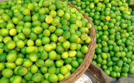 نقيب الزراعيين بالإسكندرية: العوامل المناخية وراء زيادة أسعار الليمون