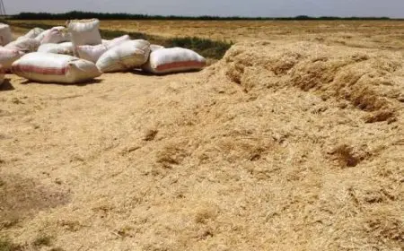 نقيب الفلاحين: زيادة أسعار التبن تثير القلق.. وأدعو لوقف تسويقه للخارج