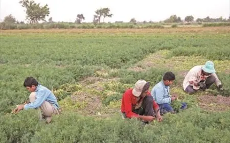 الإحصائيات: تراجع نسبة البطالة في المناطق الحضرية إلى 9.6% خلال عام 2024 و4.2% في المناطق الريفية