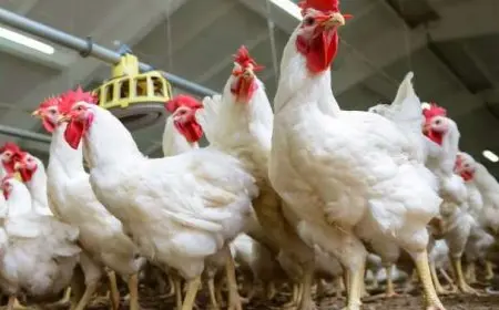 تراجع أسعار الدواجن في المحافظات بنسبة 22%