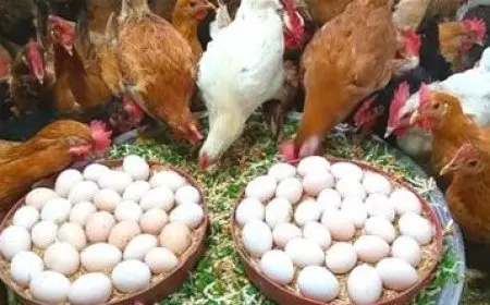 رئيس شعبة الدواجن: لماذا تُباع كرتونة البيض بمبلغ 140 و180 جنيهاً رغم أنها تُطرح في المزرعة بـ90 جنيهاً؟