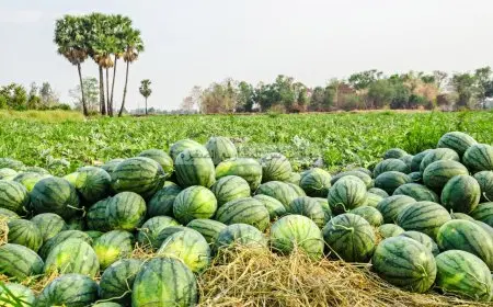 مفيدة شيحة تناقش ارتفاع أسعار البطيخ: كانت تناولًا للجميع، والآن 4 بطيخات بألف جنيه!