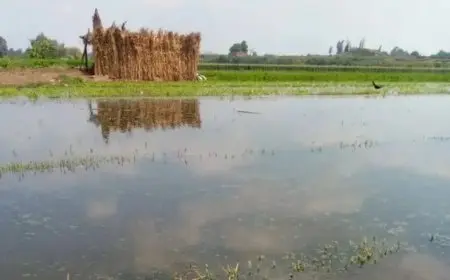 نقيب الفلاحين: غرق أراضٍ بالطرح النهري ليس بالأمر الكبير وكان متوقعًا مسبقًا