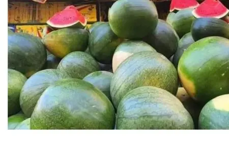 انتظروا قبل شراء البطيخ.. نقيب الفلاحين: سعر البطيخة سيكون 20 جنيهاً خلال شهر