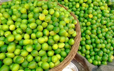 أسعار الليمون تنخفض والكيلو يصل إلى 80 جنيها.. وشعبة الخضروات: التراجع مستمر خلال الشهر القادم