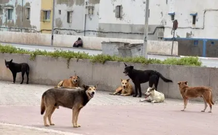 طلب إحاطة حول الانتهاكات بحق الحيوانات الأليفة والشاردة