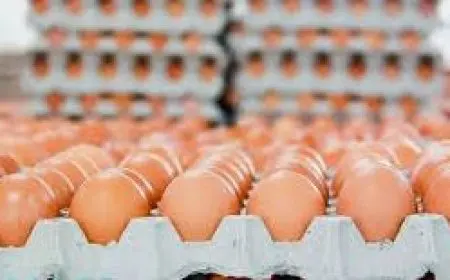 شعبة المواد الغذائية: انخفاض أسعار البيض إلى أقل من 100 جنيه للطبق بسبب ارتفاع درجات الحرارة
