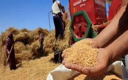 متحدث الحكومة: لم نبلغ ذروة إمدادات القمح بعد