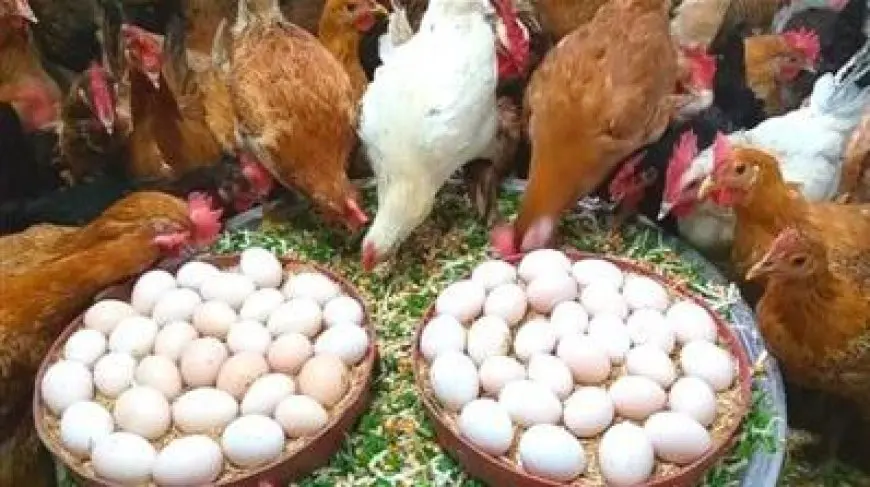 رئيس شعبة الدواجن: لماذا تُباع كرتونة البيض بمبلغ 140 و180 جنيهاً رغم أنها تُطرح في المزرعة بـ90 جنيهاً؟