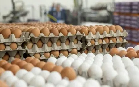 فيديو.. المتحدث باسم الحكومة: أسعار طبق البيض بلغت 100 جنيه في بعض المحافظات