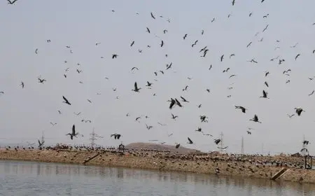 مدير مشروع الطيور المهاجرة بالبيئة لـ«بوابة البلد»: جاري تطوير مرصد الطيور في شرم الشيخ باستثمارات إيطالية تبلغ 2 مليون يورو