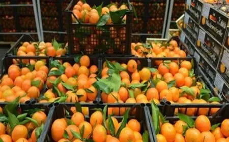 المجلس التصديري للحاصلات الزراعية: مصر تتصدر العالم في إنتاج وتصدير البرتقال وتحتل المرتبة الثانية في تصدير الخضروات والفاكهة.