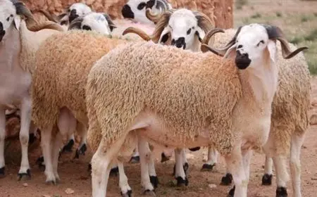 انطلاق حملة صكوك الأضاحي لعام 1446هـ بتعاون قوي بين الأوقاف والتموين والتضامن – لن تصدق ما ستشاهده!