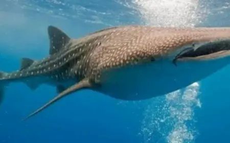 وزيرة البيئة تكشف حقيقة القرش الحوتي الضخم في دهب: هل هو خطر حقيقي على الإنسان؟