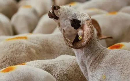 الأوقاف تعلن عن مشروع خيري جديد لعام 2025: صكوك الأضاحي تحلّ مشكلة المحتاجين!