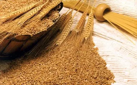 نقيب الزراعيين يعلن عن خطة طموحة لإنتاج 10 ملايين طن من القمح وتوريده بسعر مغري!