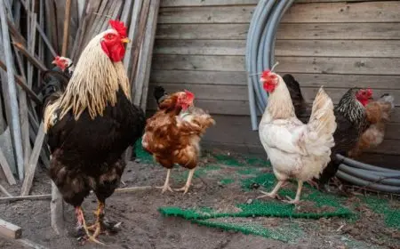 كشف حصري: تعرف على أسعار الدواجن اليوم والزيادة الحادة في أسعار الكيلو!