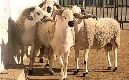 أخبار حصرية: كل ما تحتاج لمعرفته عن أسعار الأضاحي في مصر 2025!